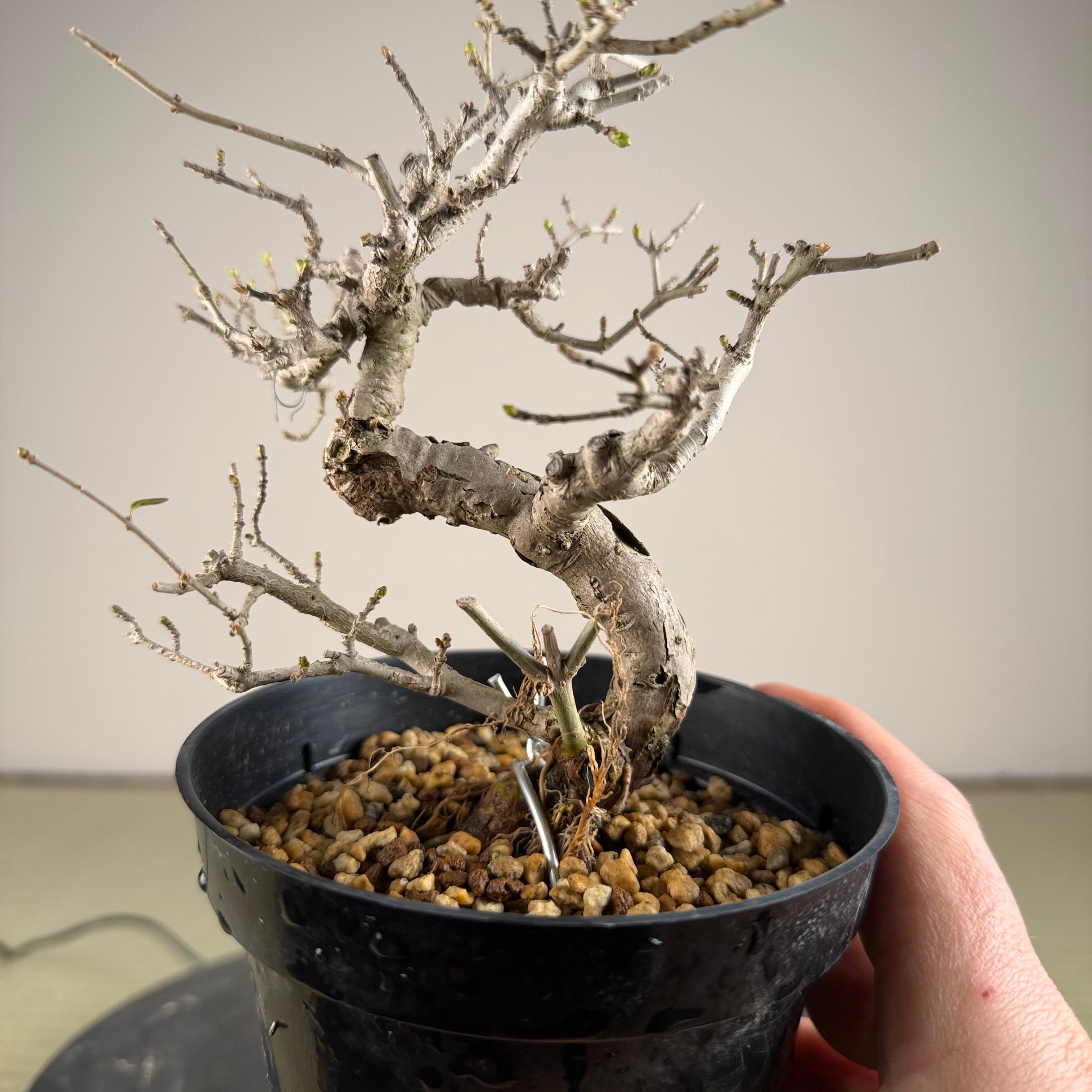 Ligustrum Arakawa *Voir note*