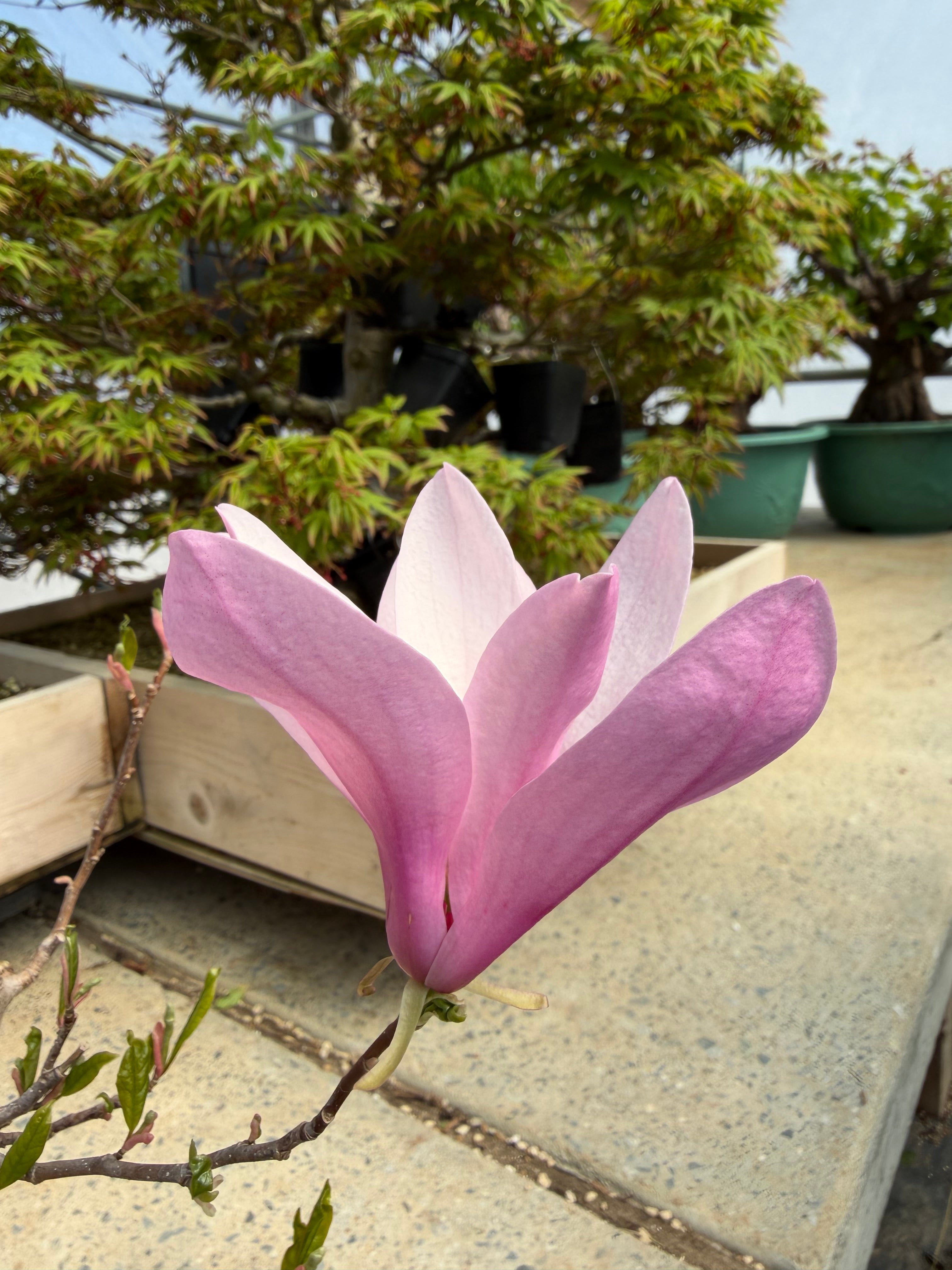 Magnolia (grand ; fleur violette)