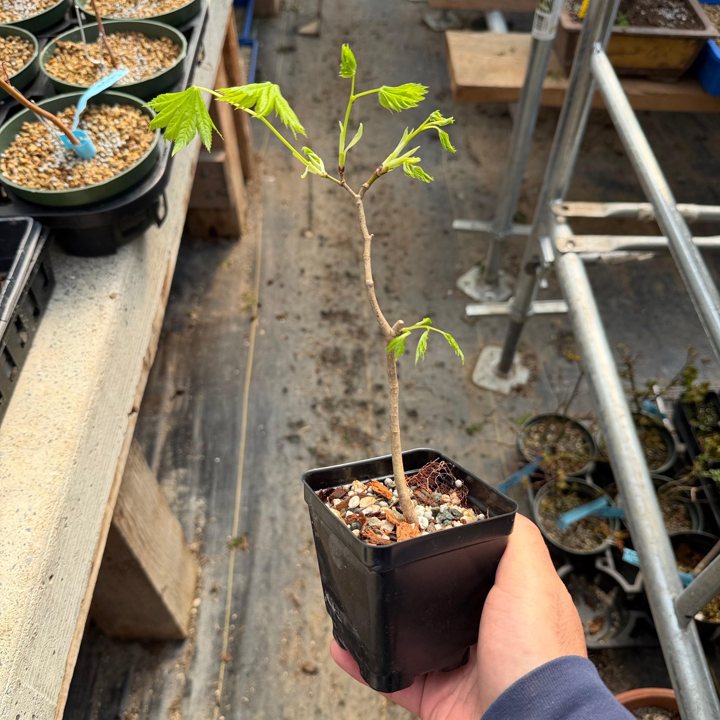 Acer tenuifolium 'Kohauchiwa' (1 unité)