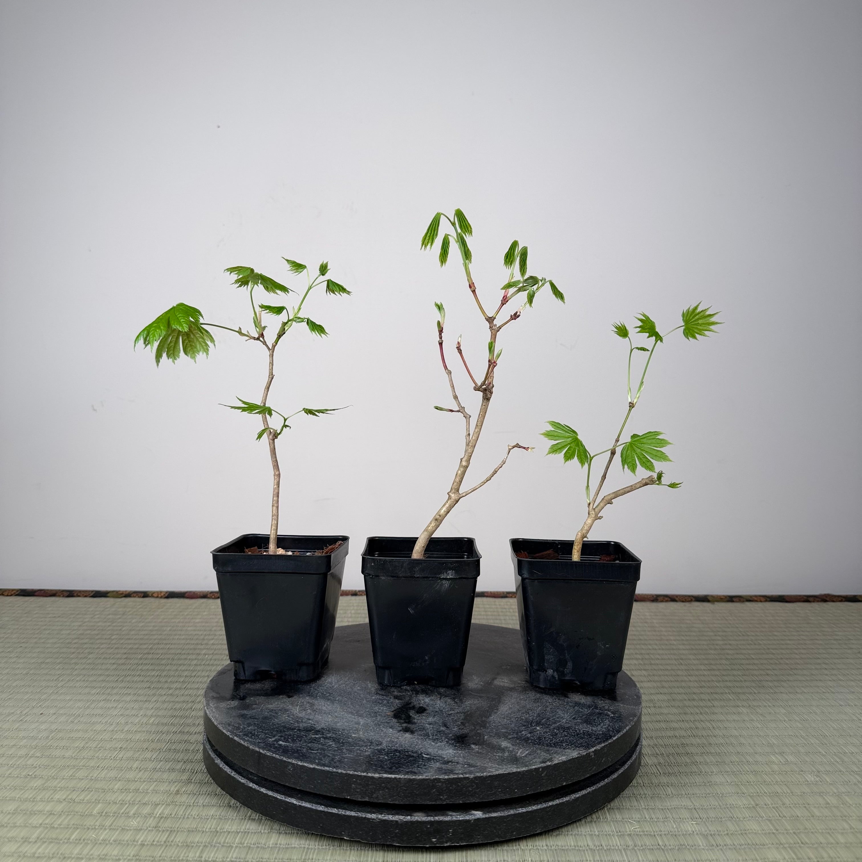 Acer tenuifolium 'Kohauchiwa' (1 unité)