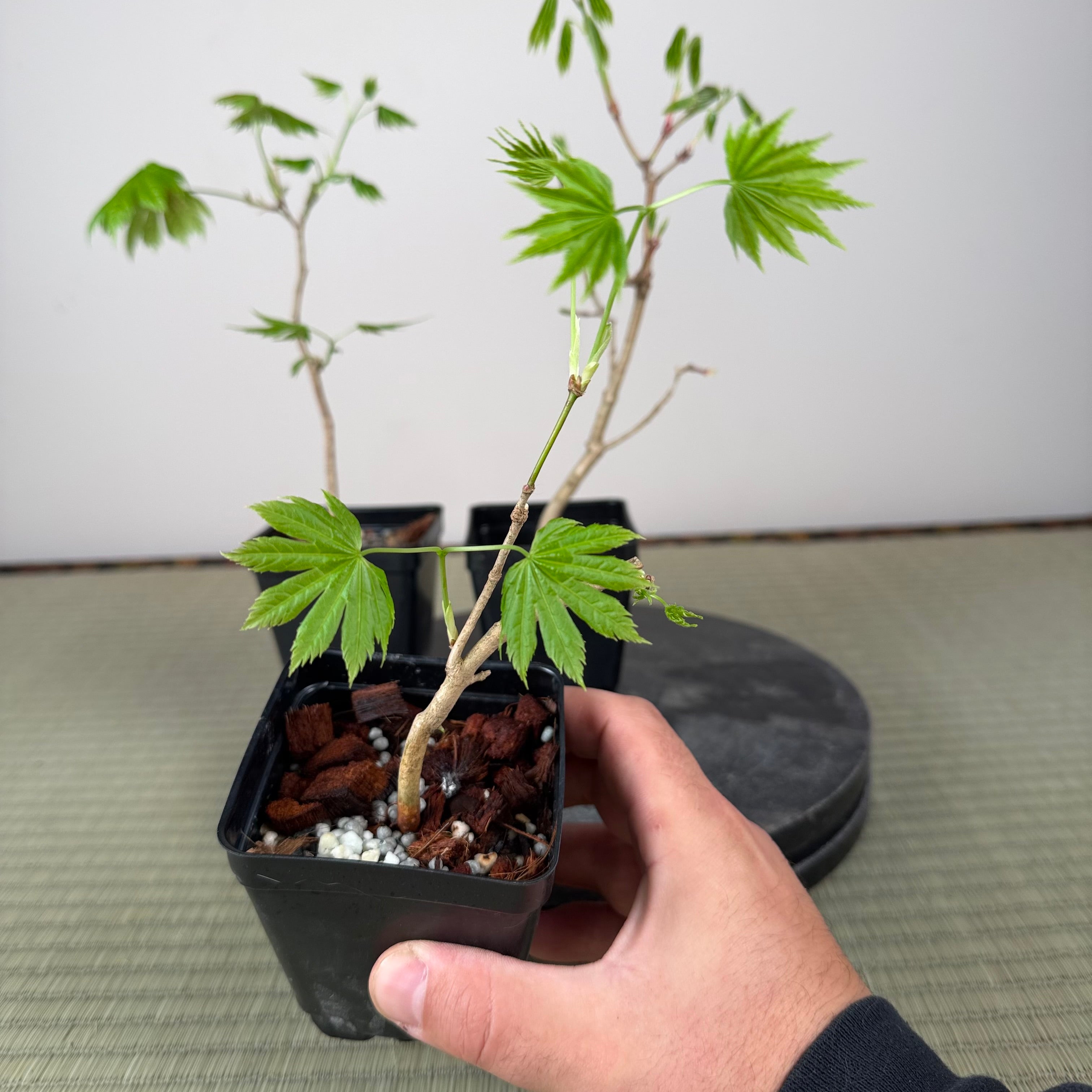 Acer tenuifolium 'Kohauchiwa' (1 unité)