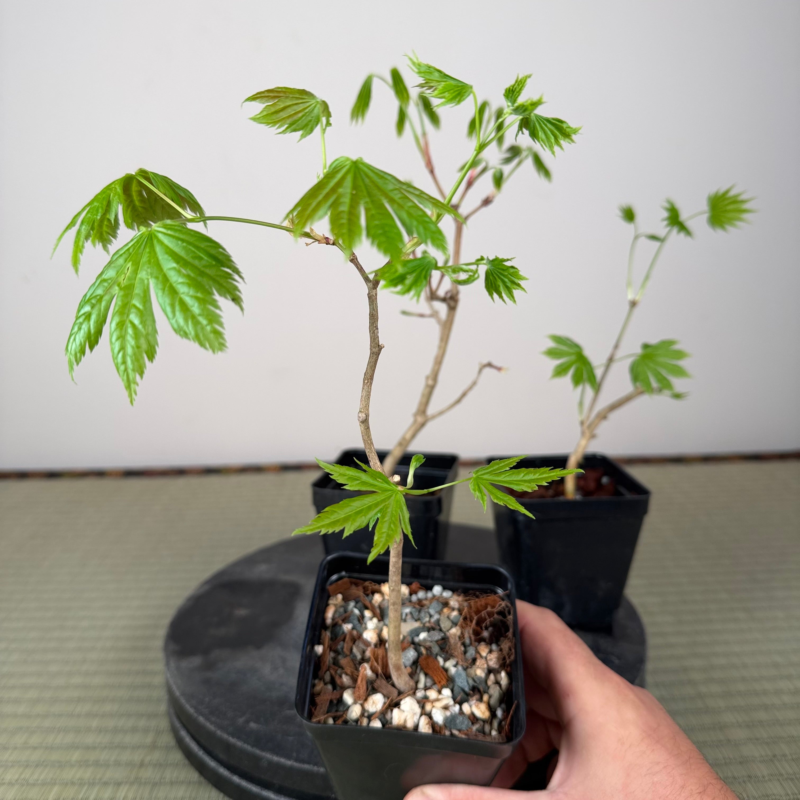 Acer tenuifolium 'Kohauchiwa' (1 unité)