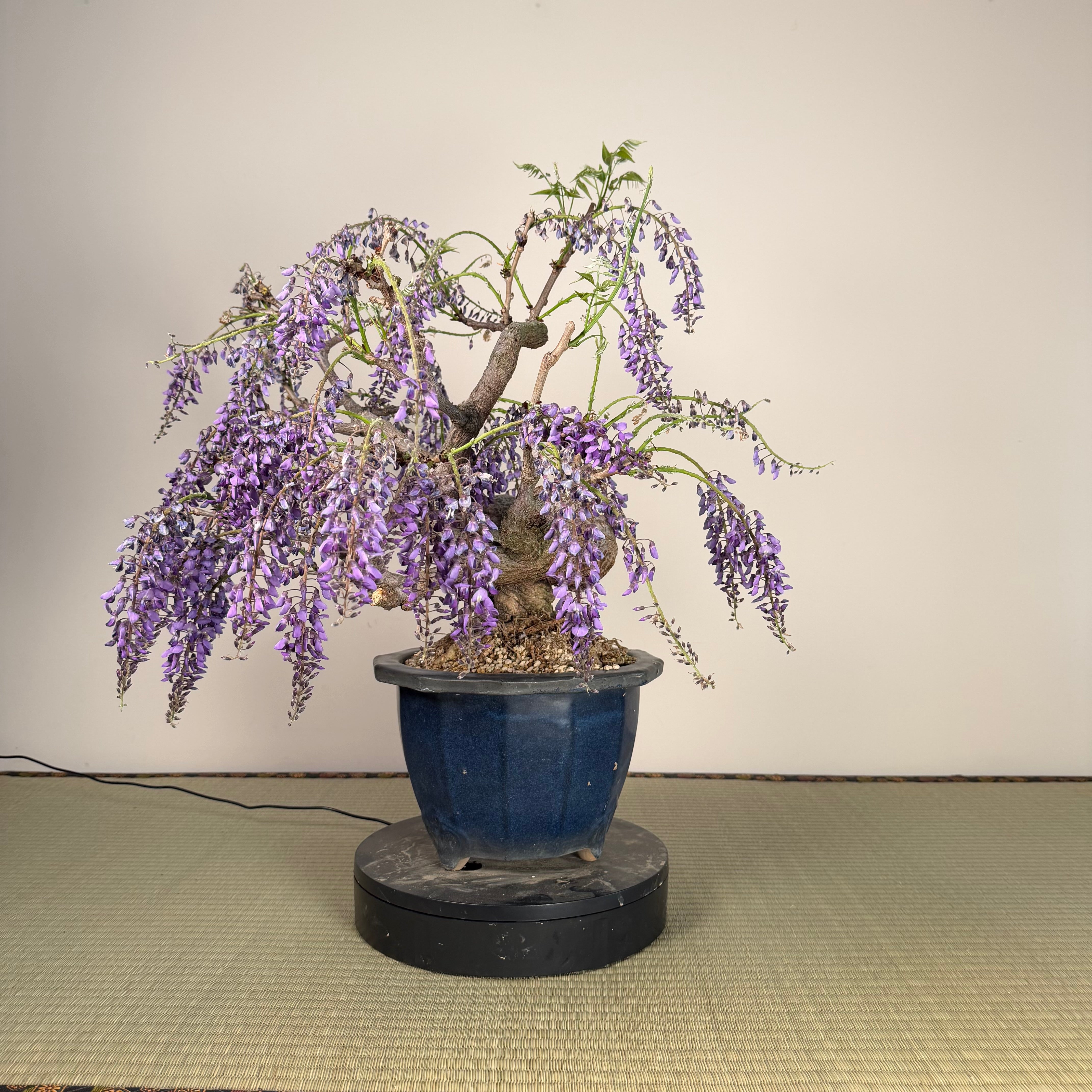 Glycine floribunda