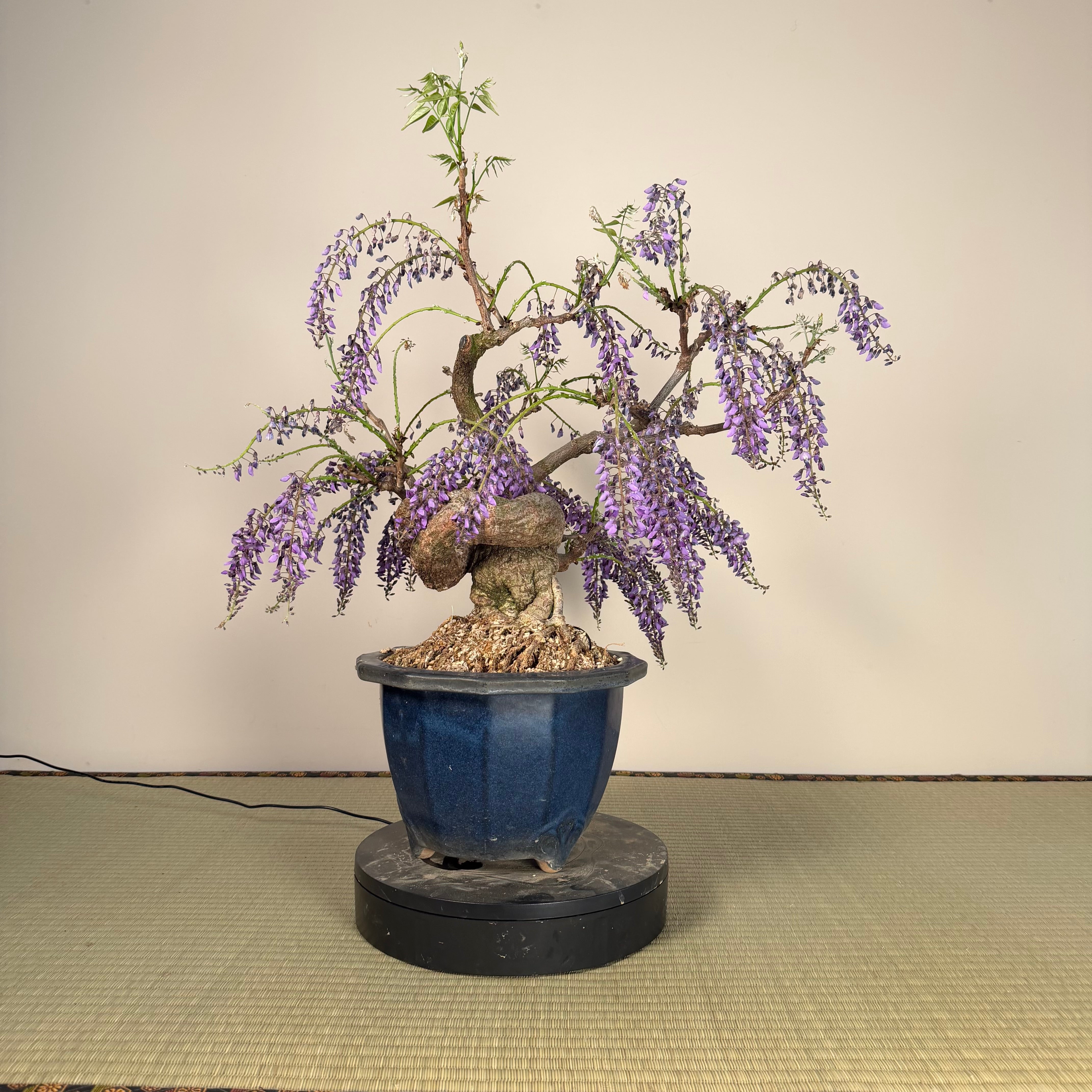 Glycine floribunda