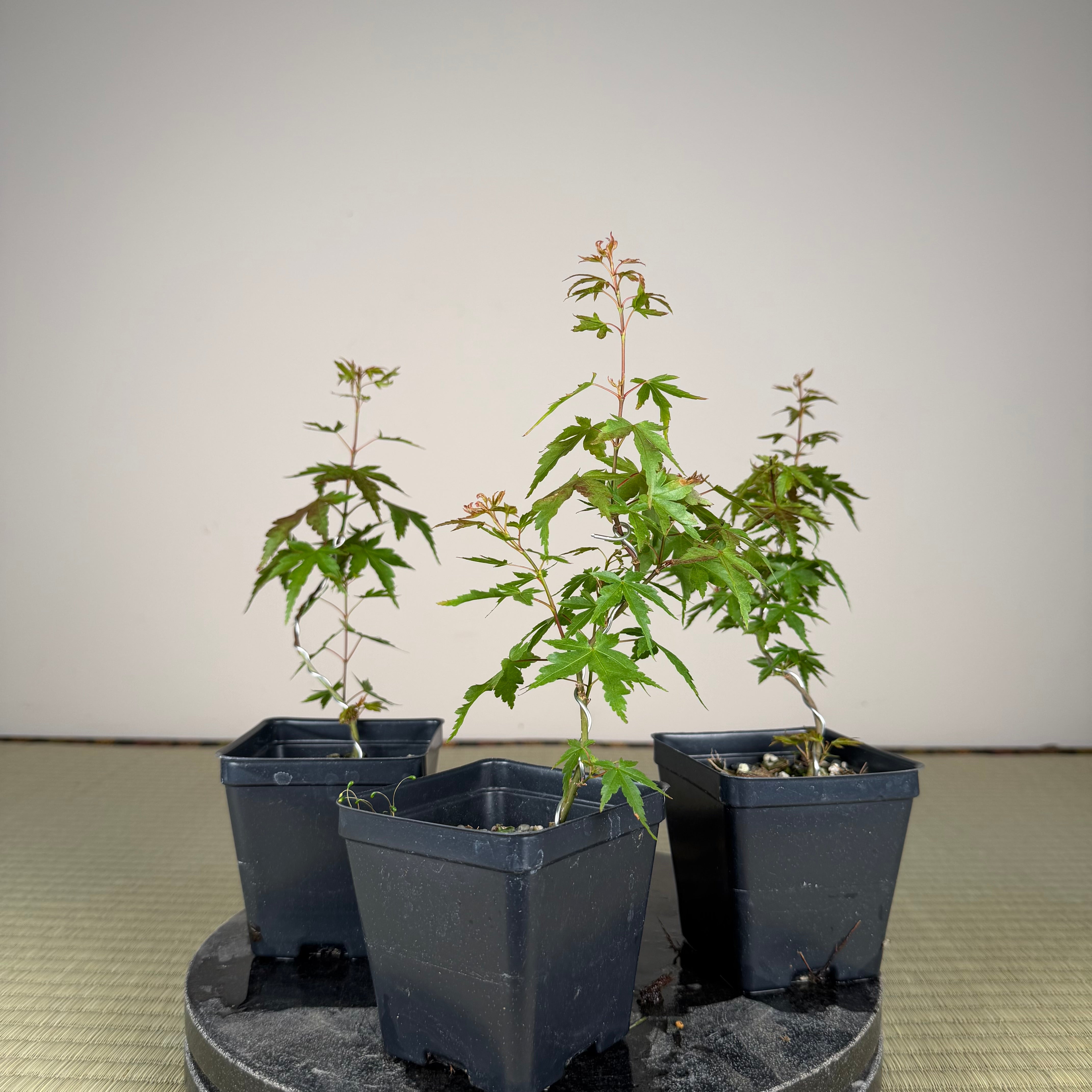 Acer palmatum 'Katsura' (taille réduite)