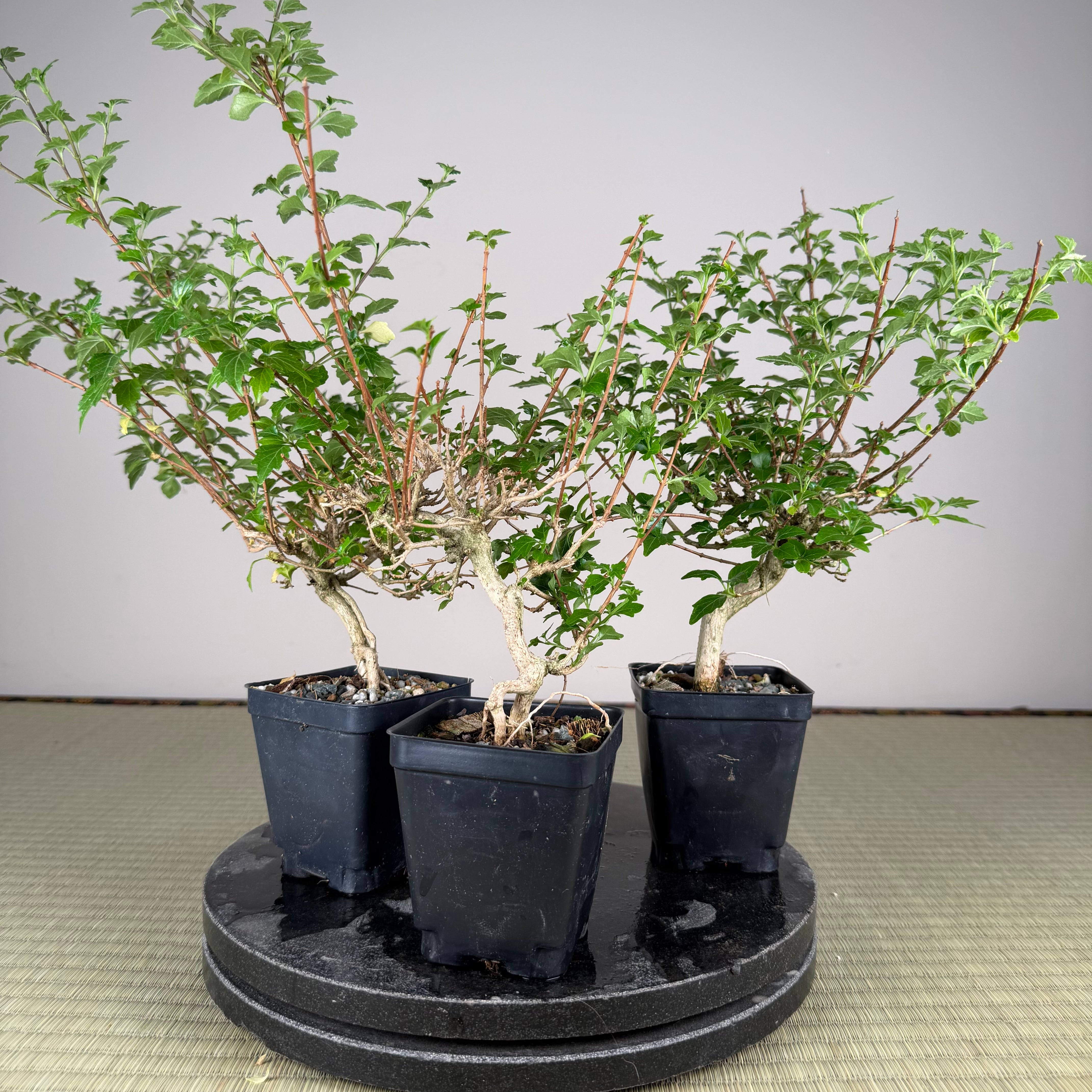 Premna japonica (boutures racinées)