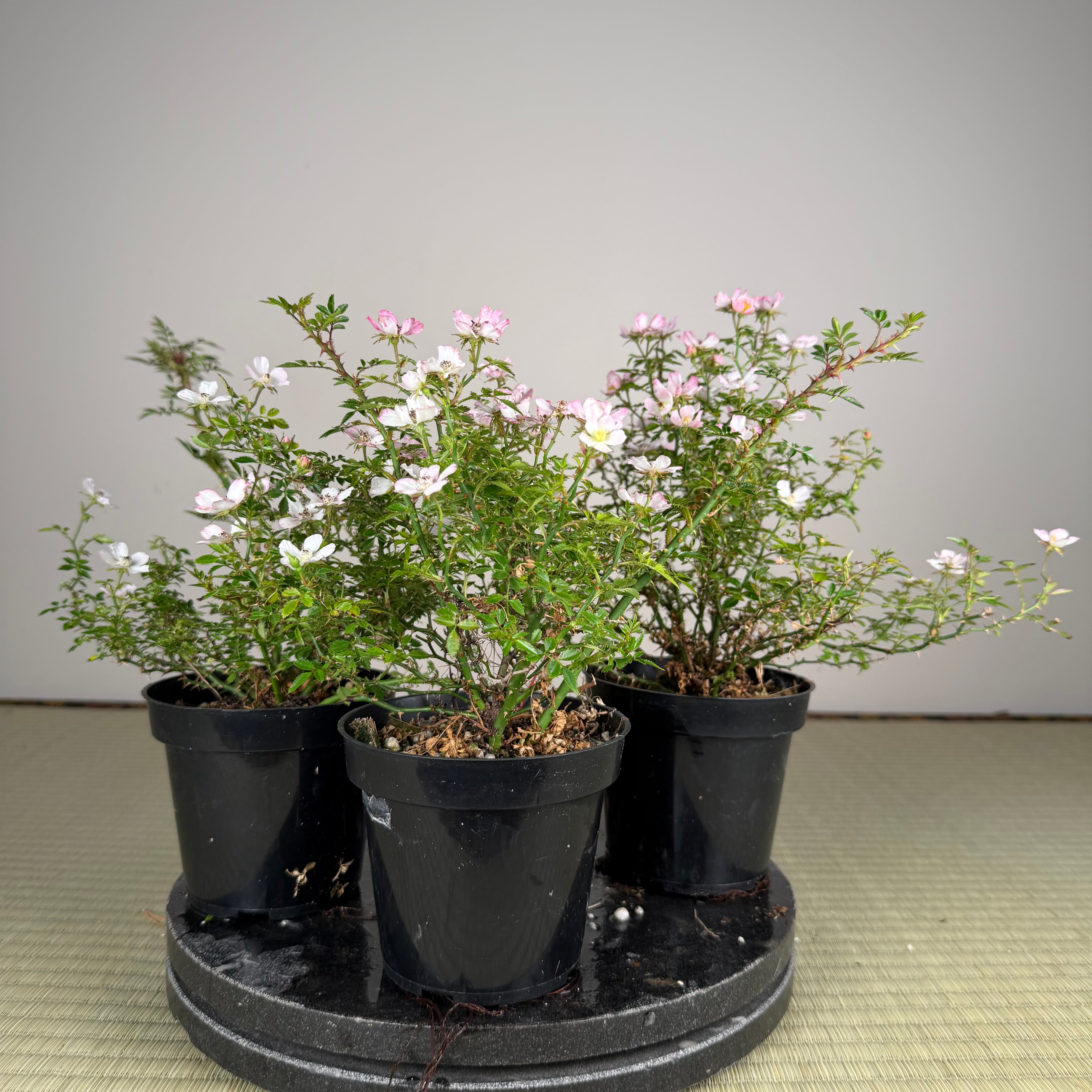 Rosa (blanc/rose) (moyen)