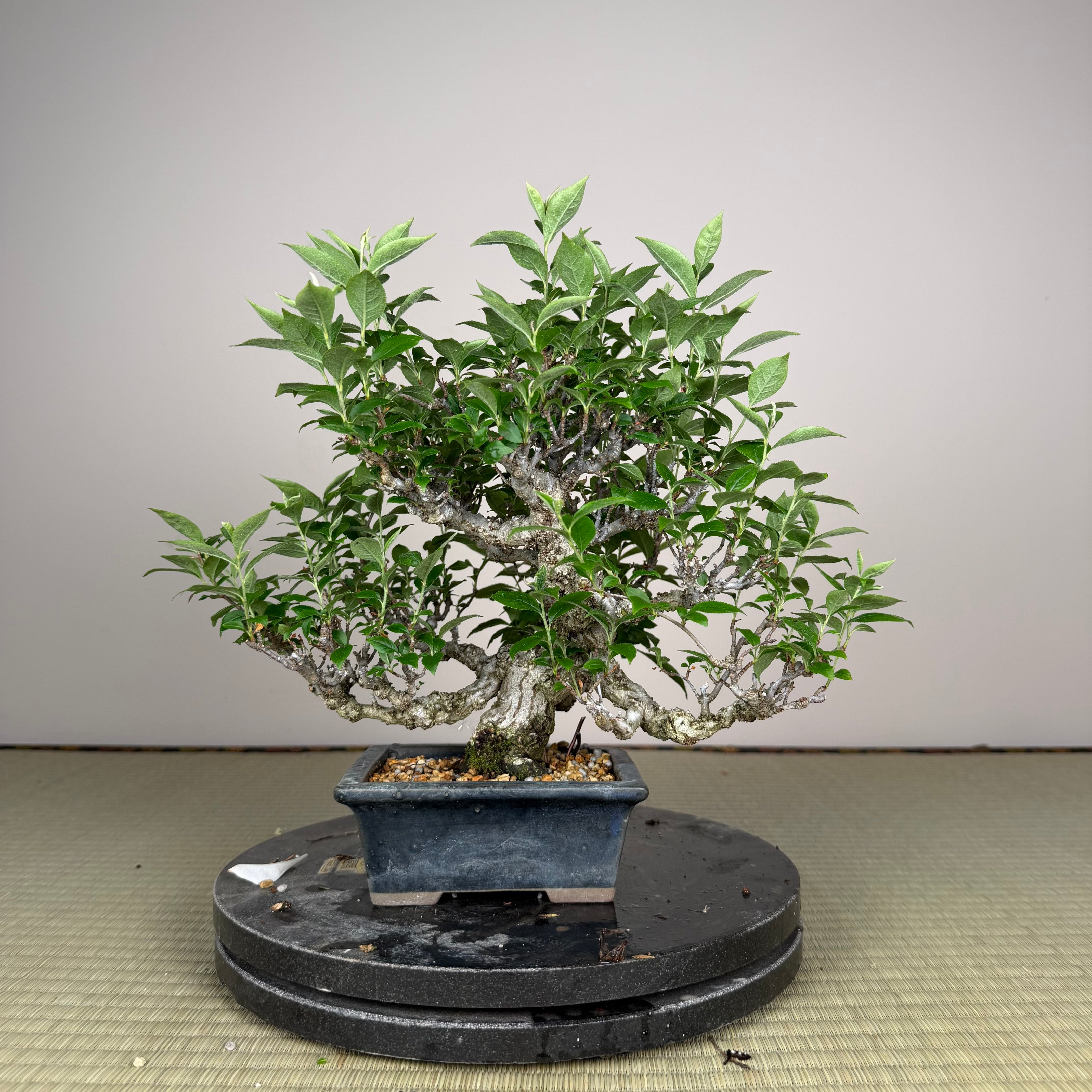 Ligustrum Arakawa *Voir note*