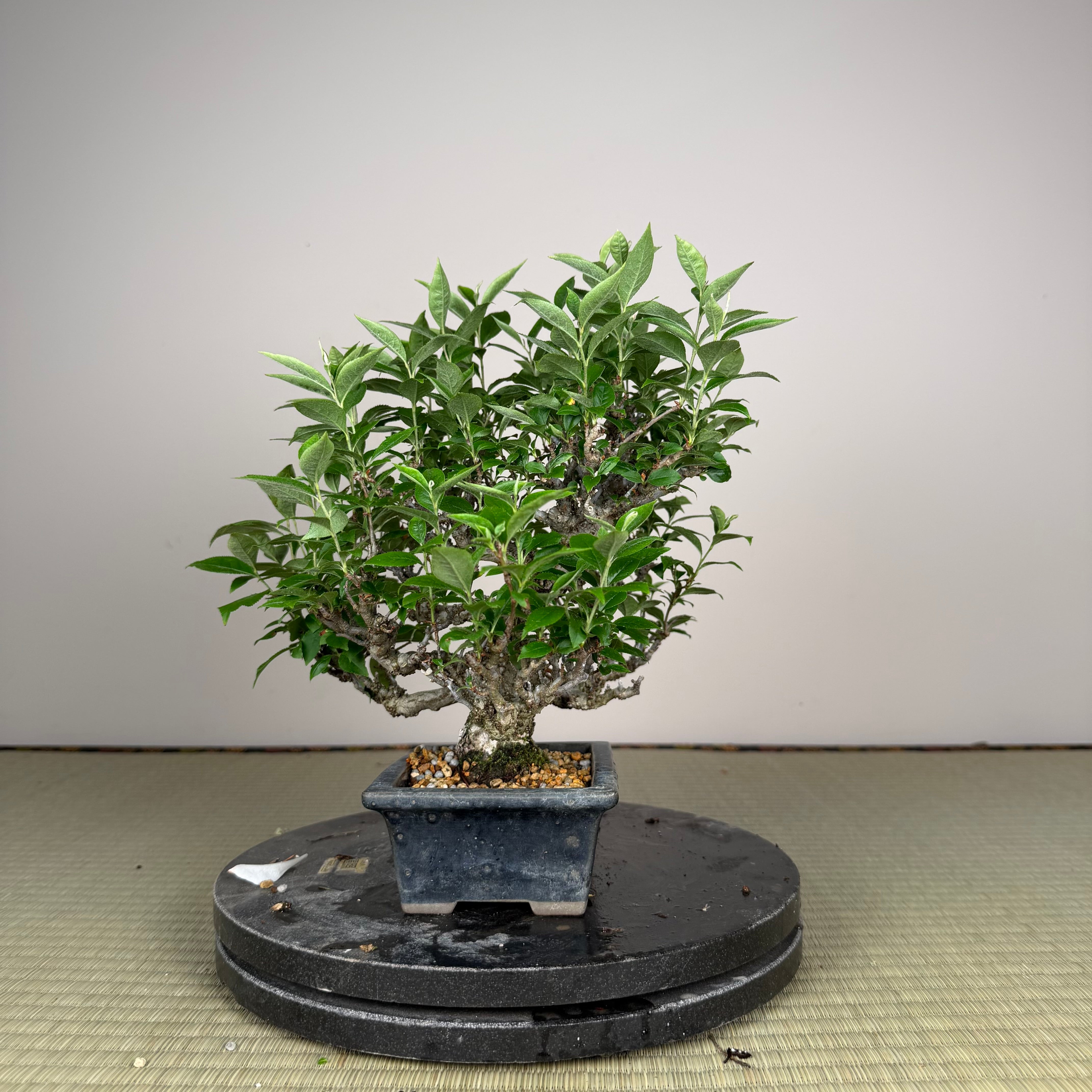 Ligustrum Arakawa *Voir note*