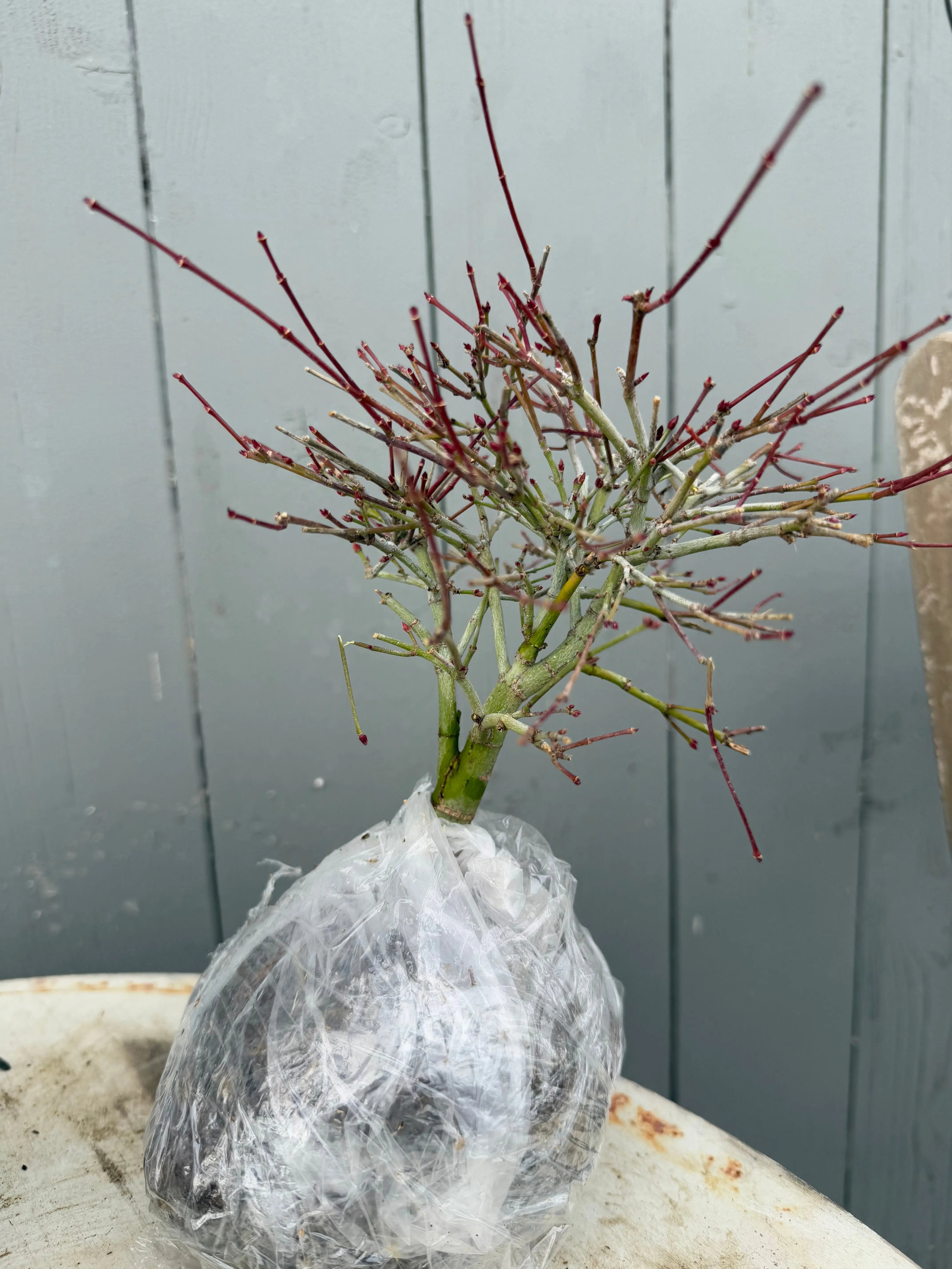 Acer palmatum 'Kiyohime' Canada Bonsai