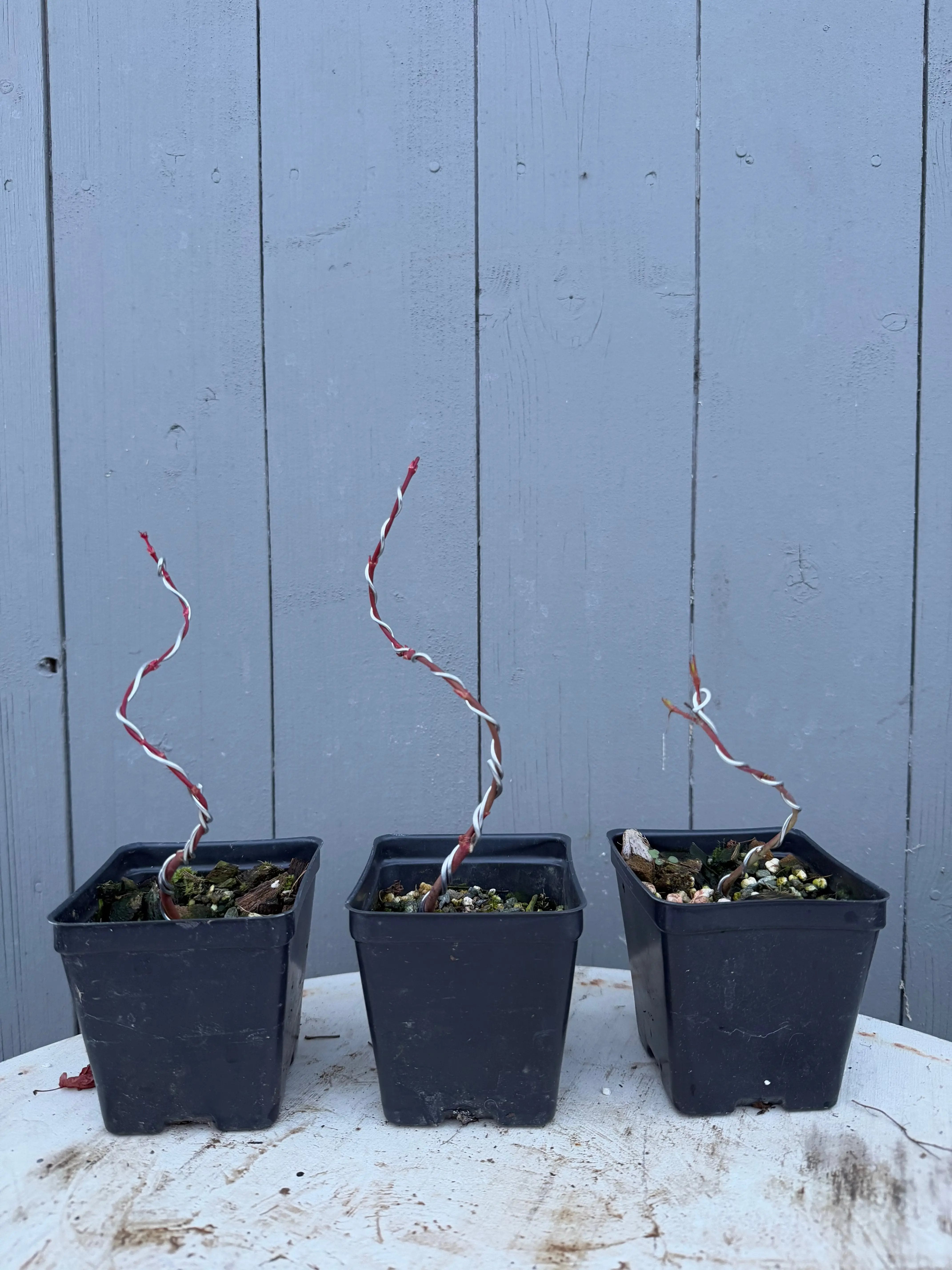 Acer palmatum 'Sango Kaku' Canada Bonsai