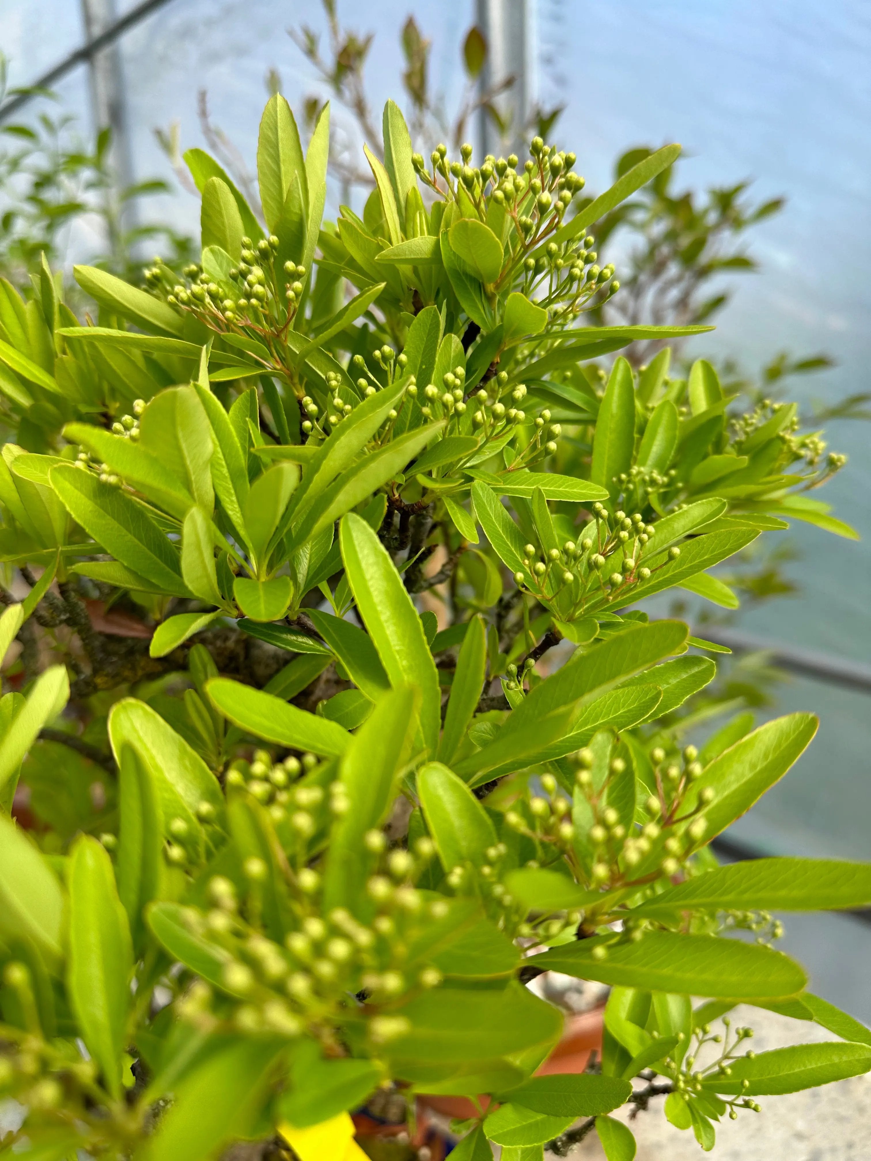 Pyracantha angustifolia Canada Bonsai