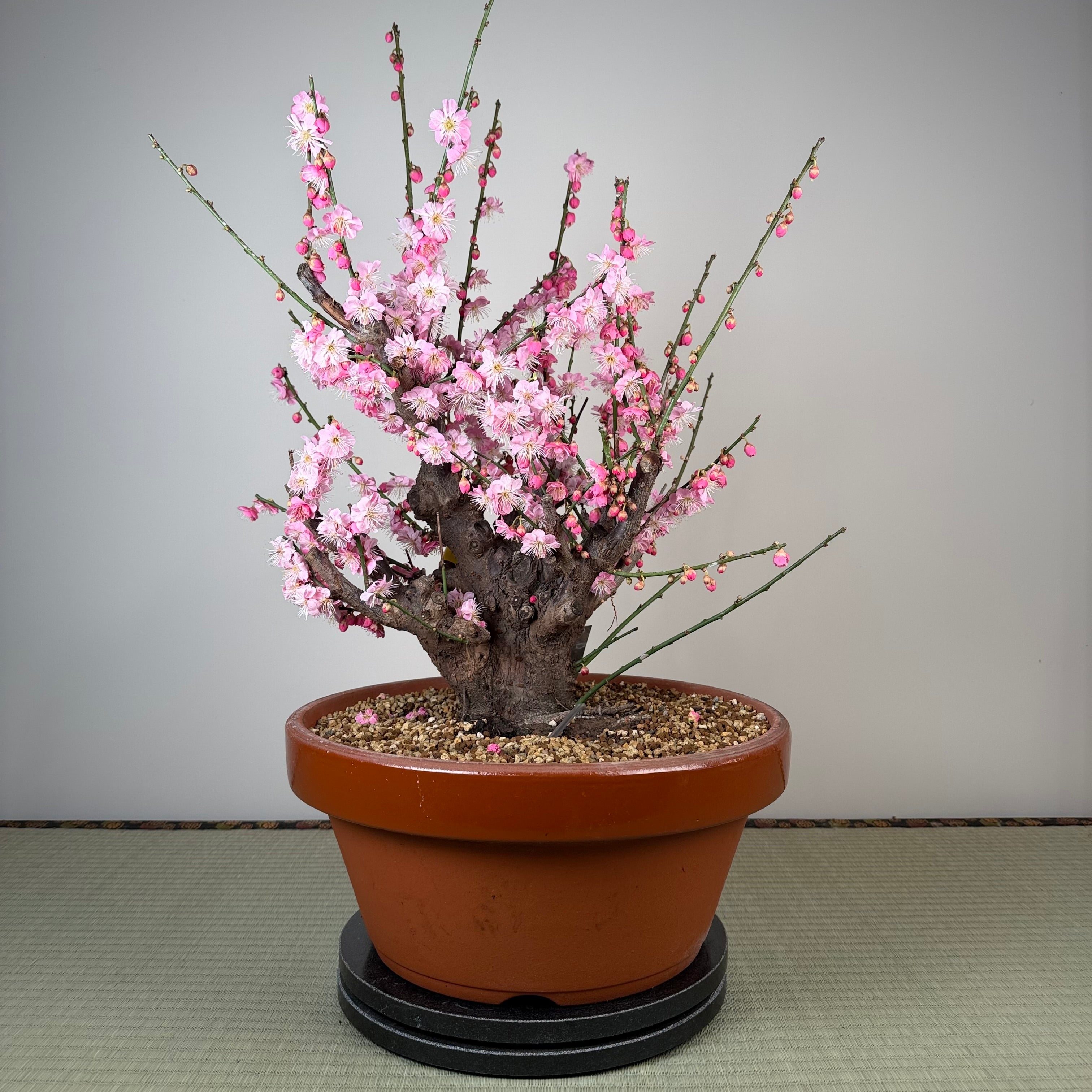 Glycine floribunda