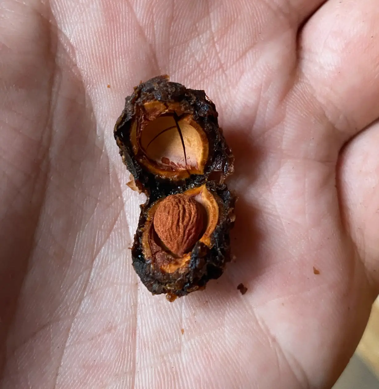 Prunus mume (Ume) CB Seeds
