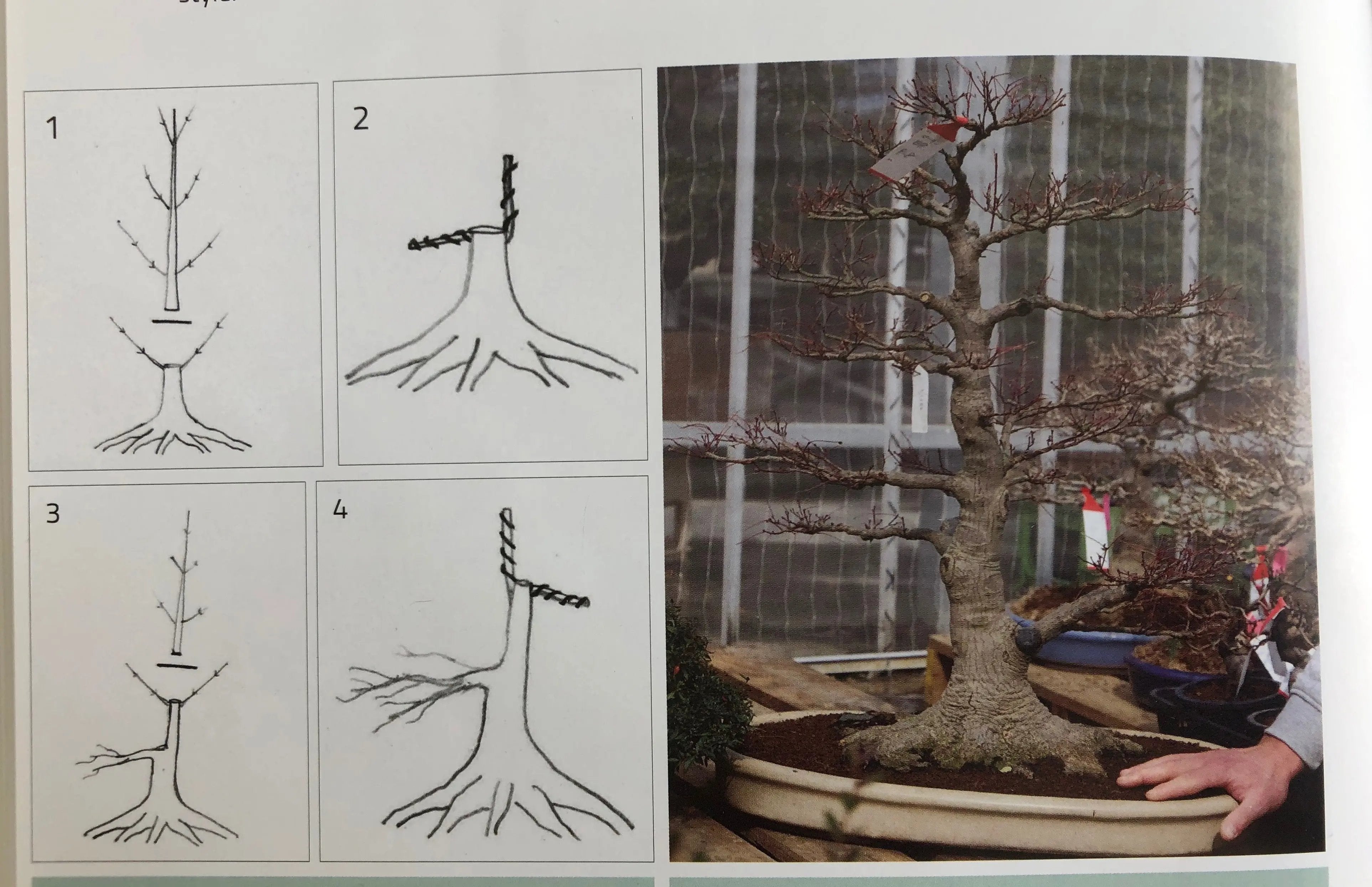 Acer palmatum 'Yves' Petites Feuilles' Canada Bonsai