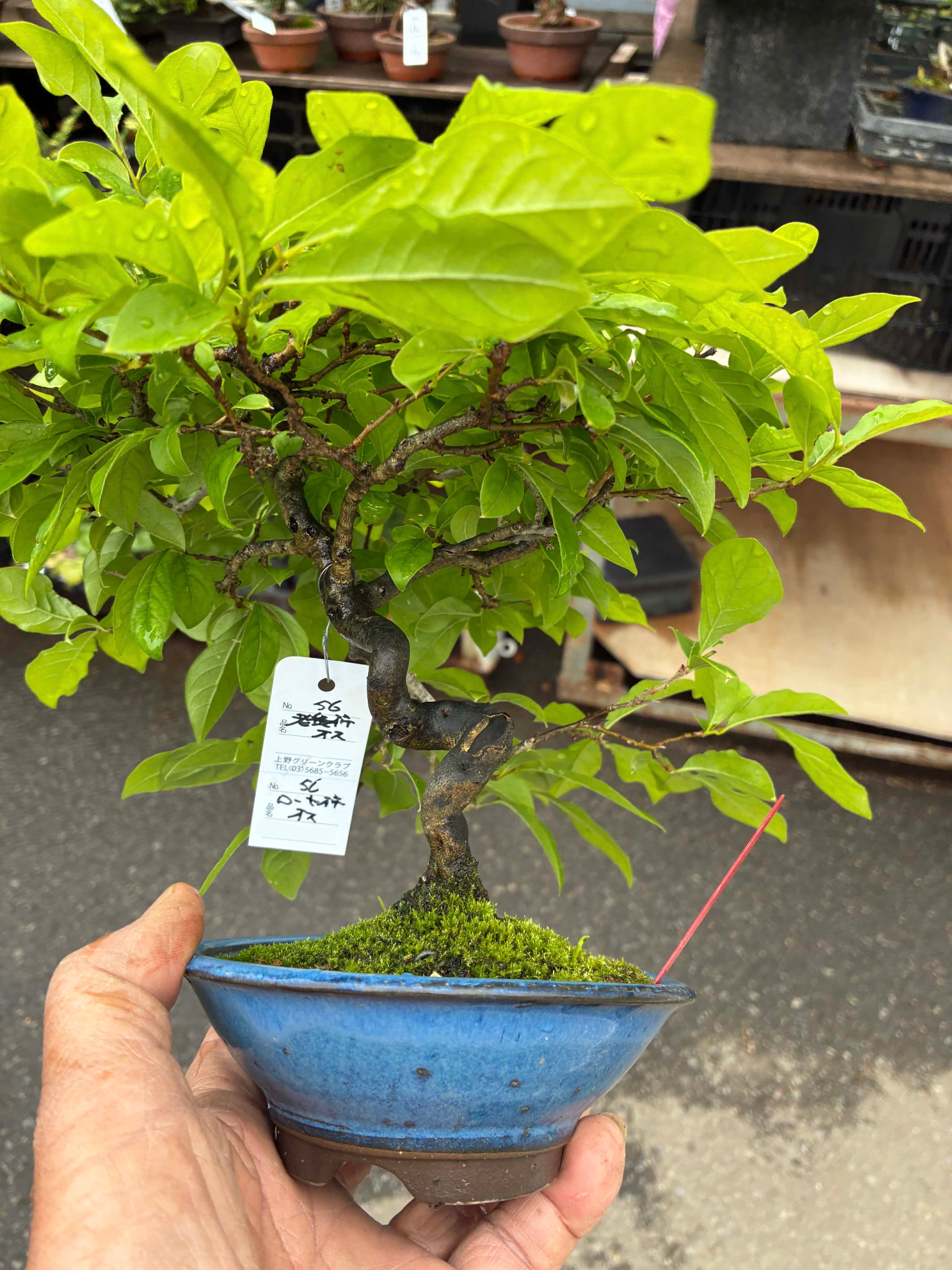 Diospyros (male)