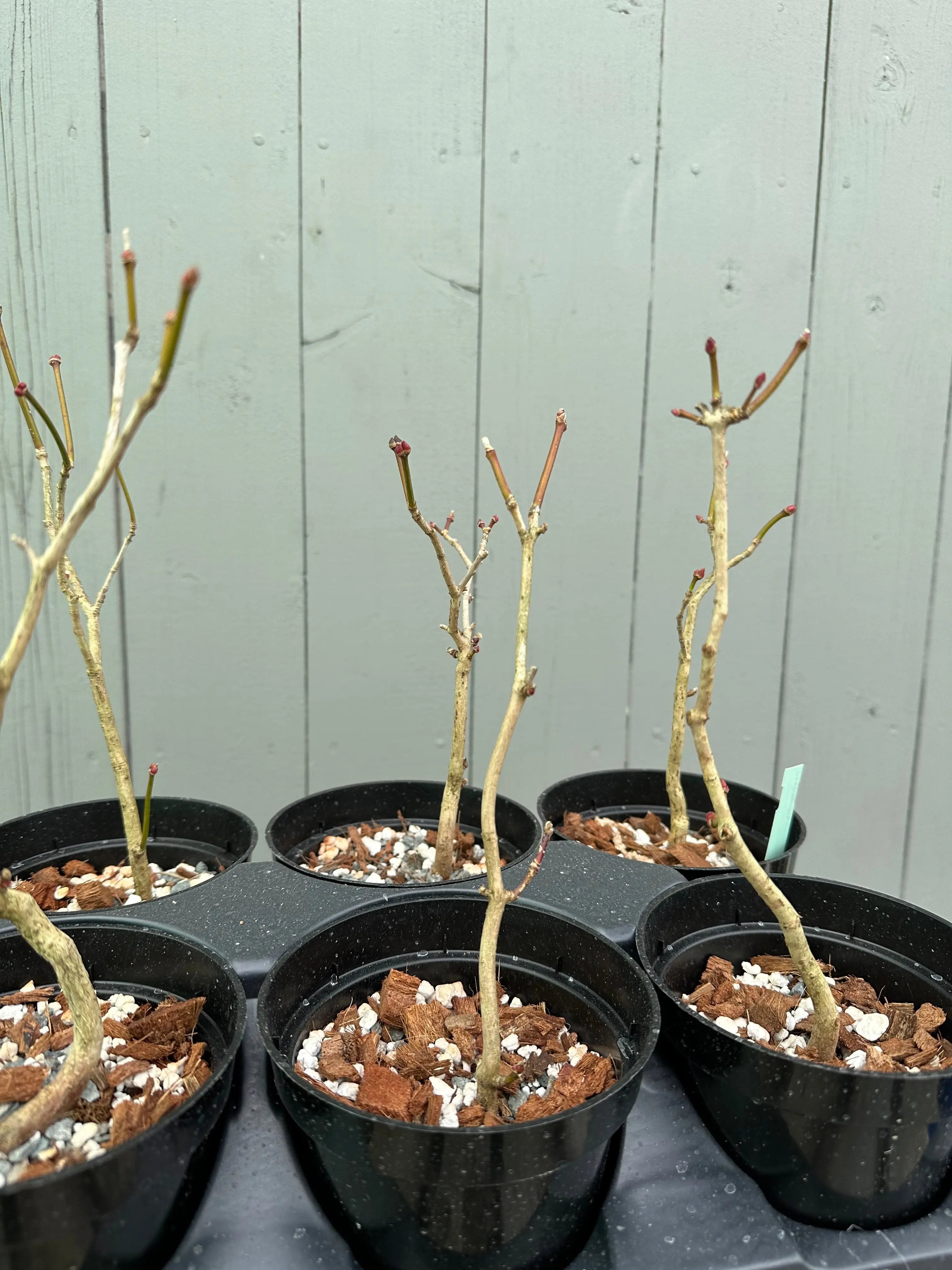 Maple 'Kohauchiwa' Canada Bonsai