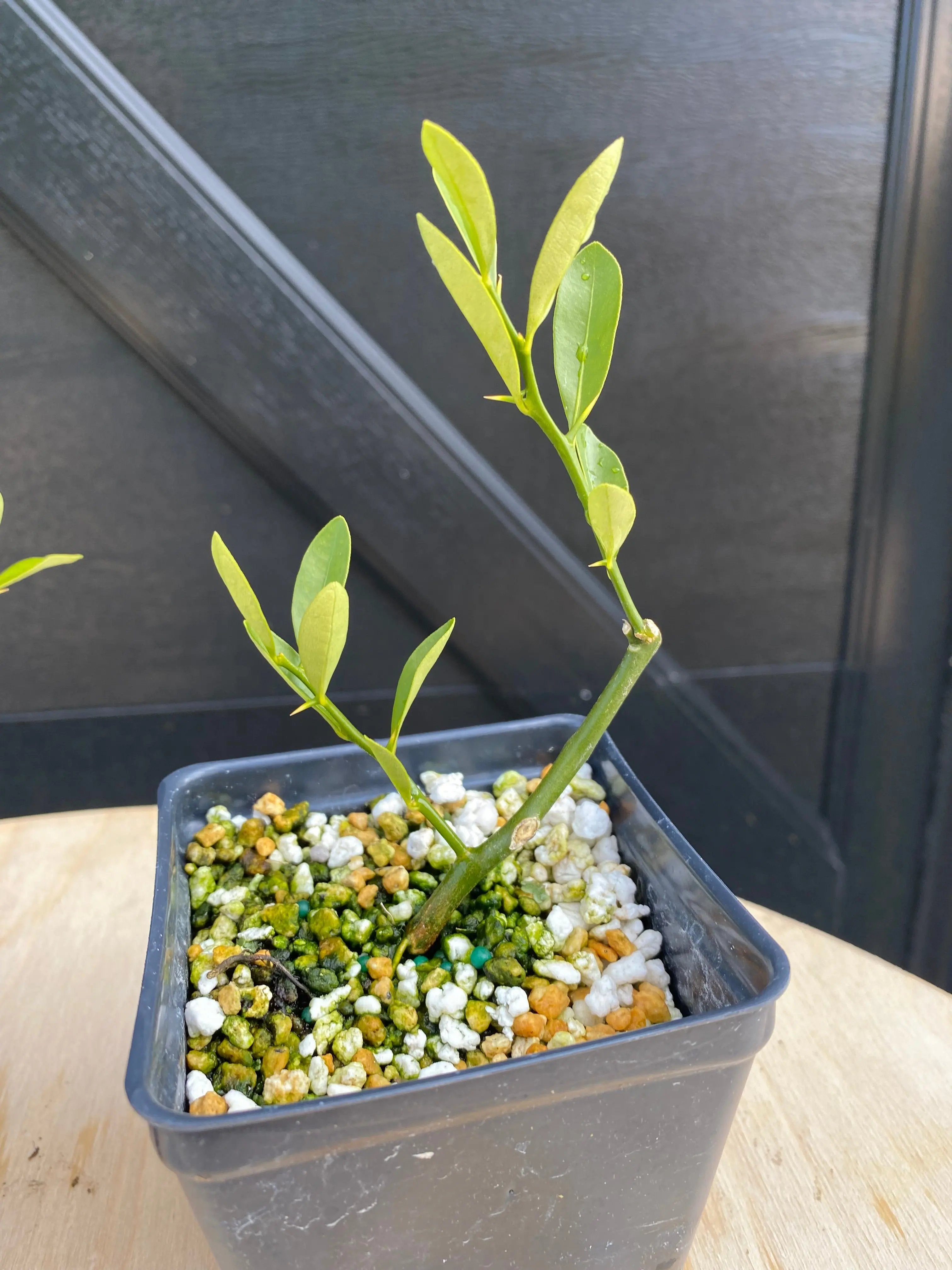 Kumquat (Hong Kong) Canada Bonsai