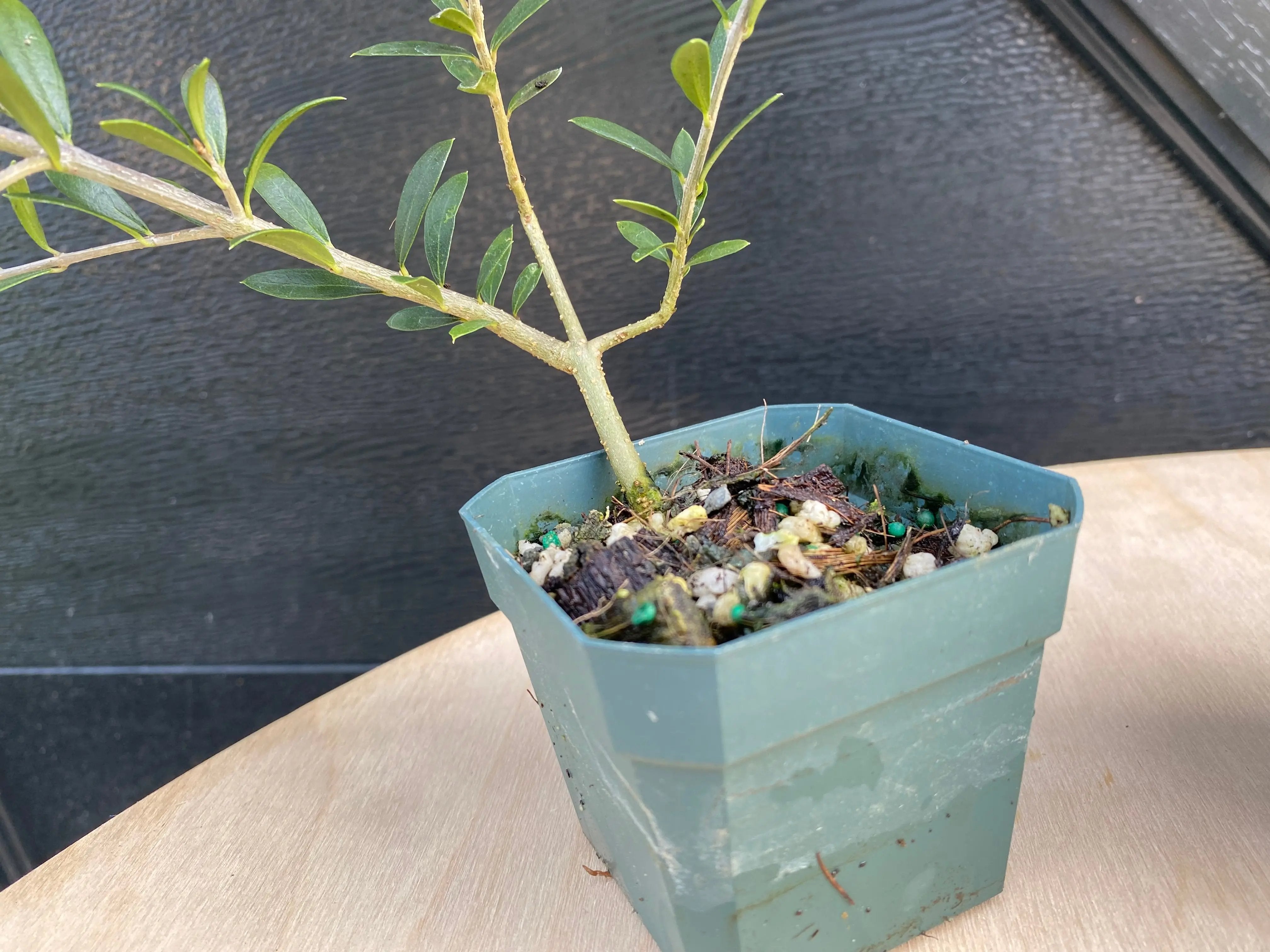 Olive Canada Bonsai