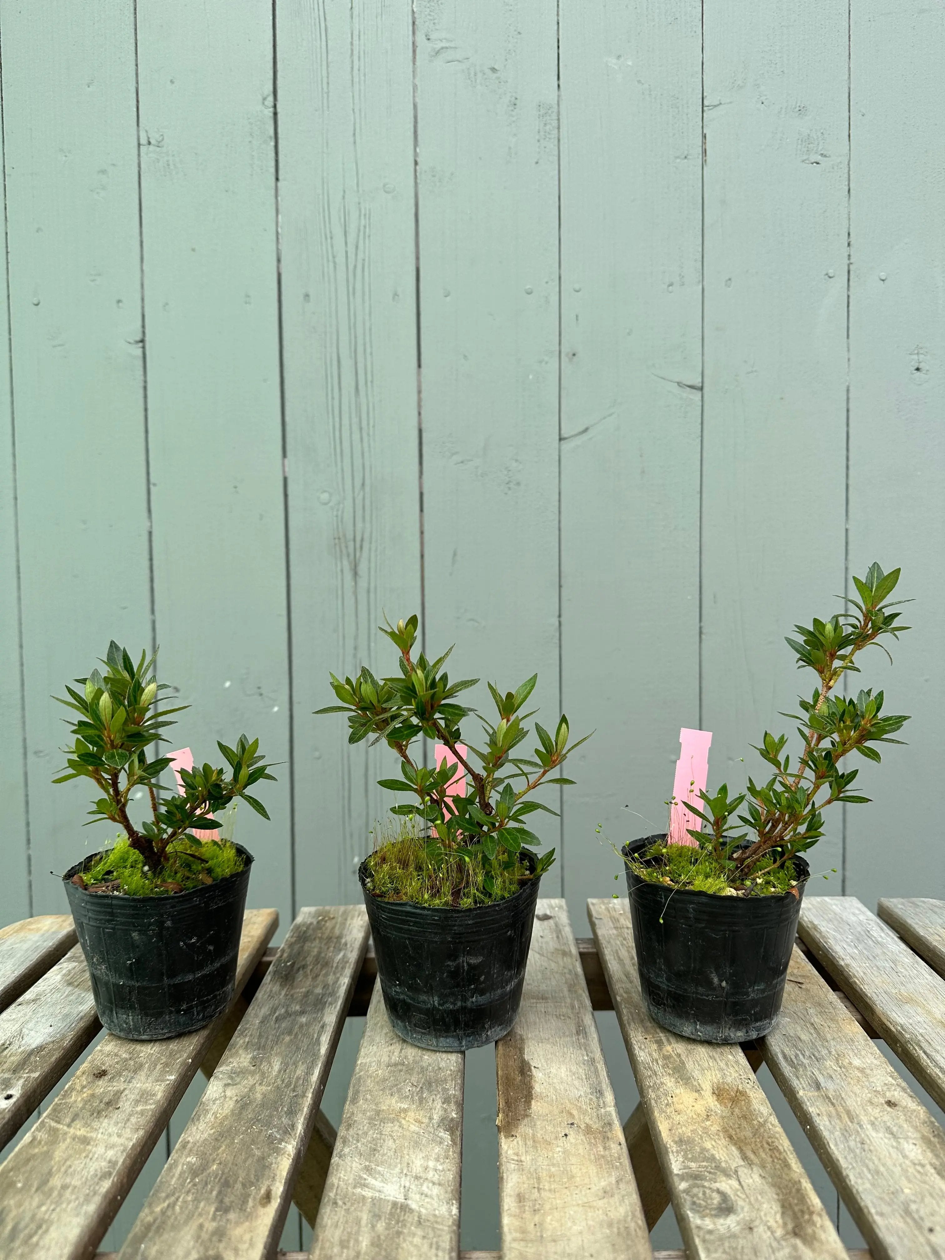 Satsuki Azalea 'Chinzan' Canada Bonsai
