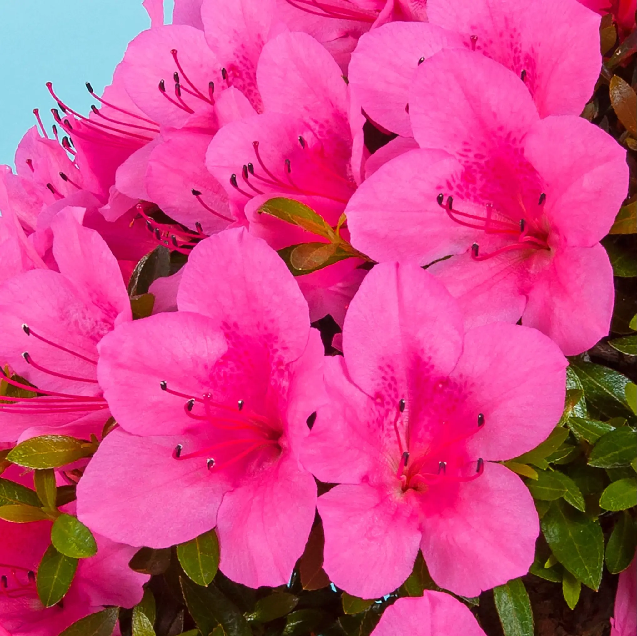 Satsuki Azalea 'Osakazuki' Canada Bonsai