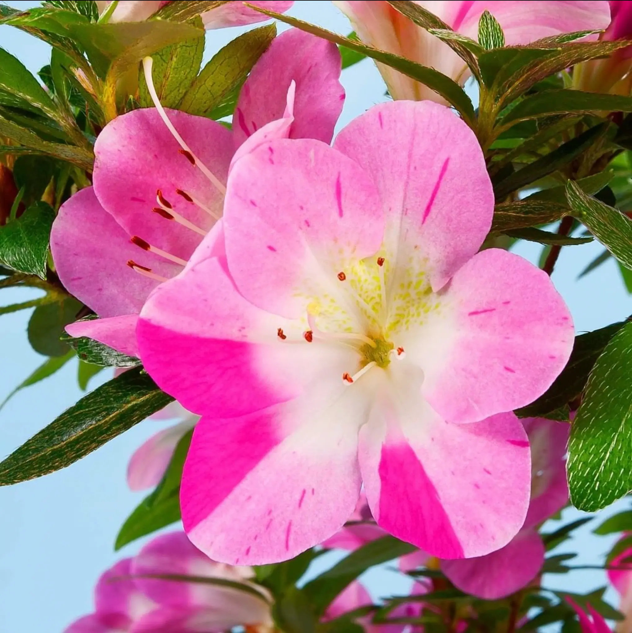 Satsuki Azalea 'Reiko' Canada Bonsai